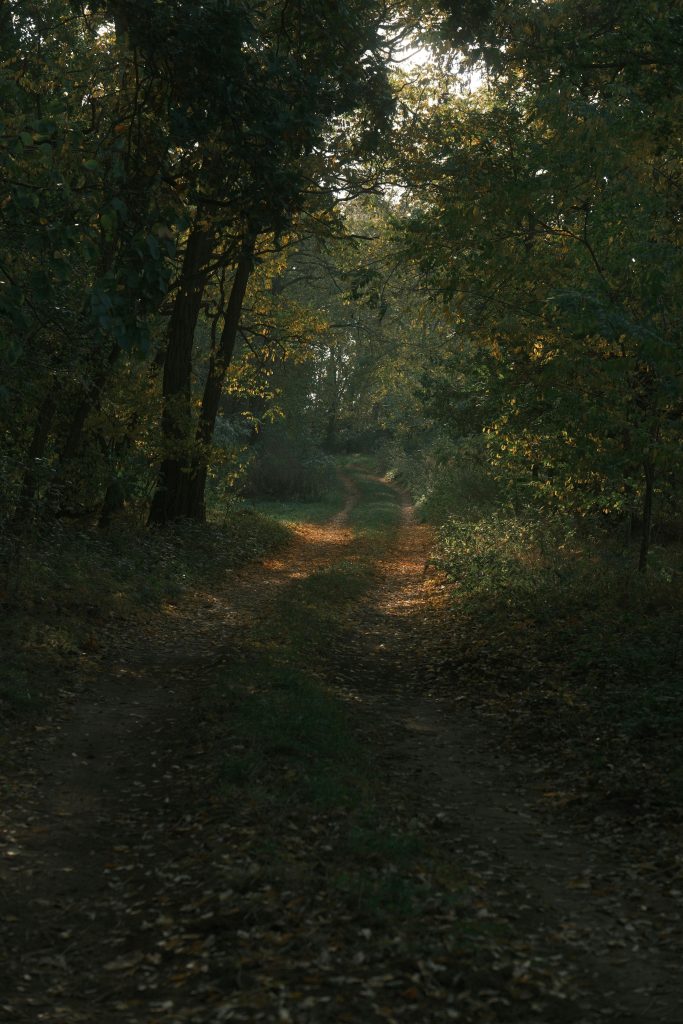 pexels-lonnyphotography-29123425